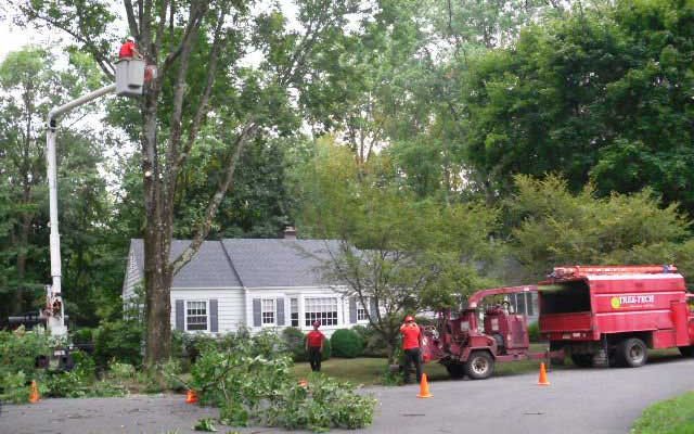 tree-removal-tree-cut-nj-tree-tech-1